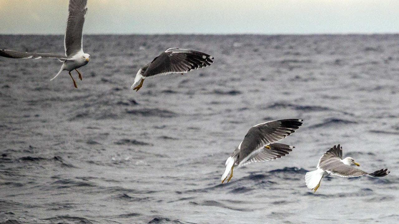 Marine Birdwatching Expedition | Azores