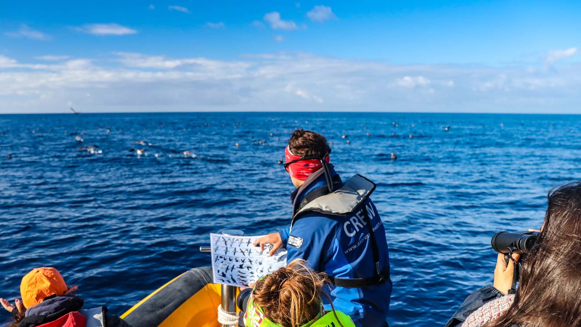 Marine Birdwatching Expedition | Azores