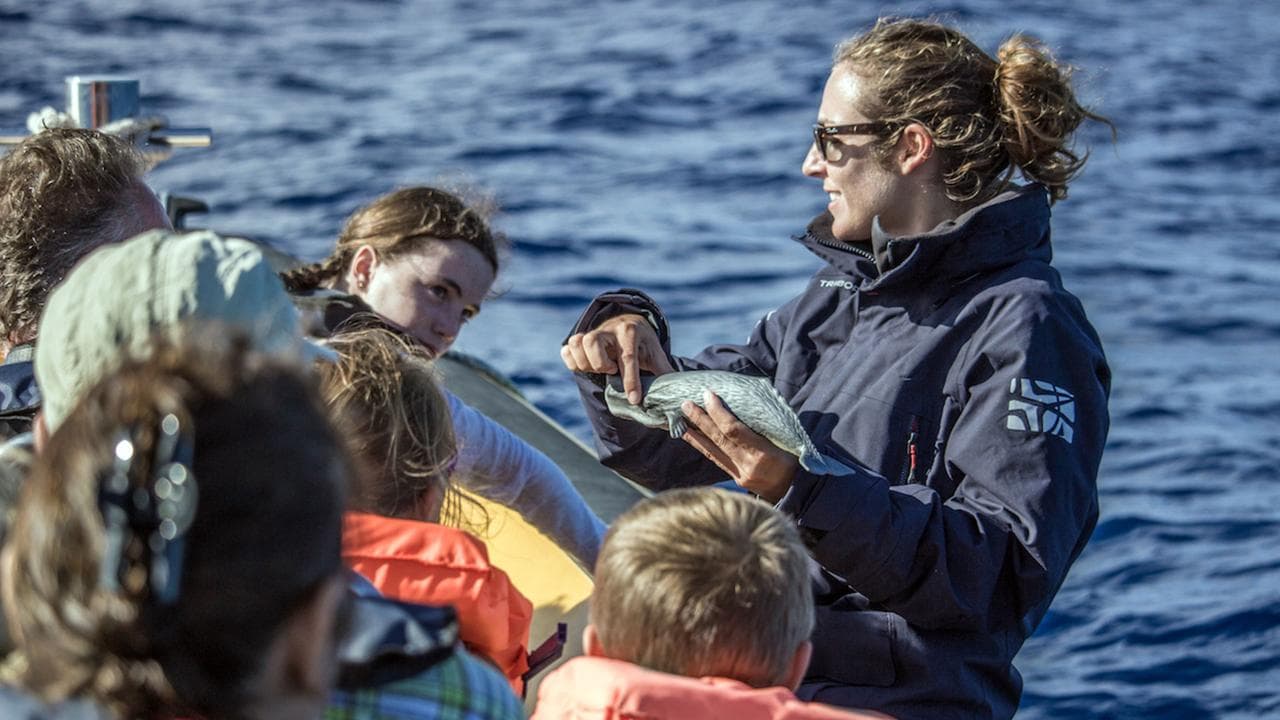 Marine Birdwatching Expedition | Azores