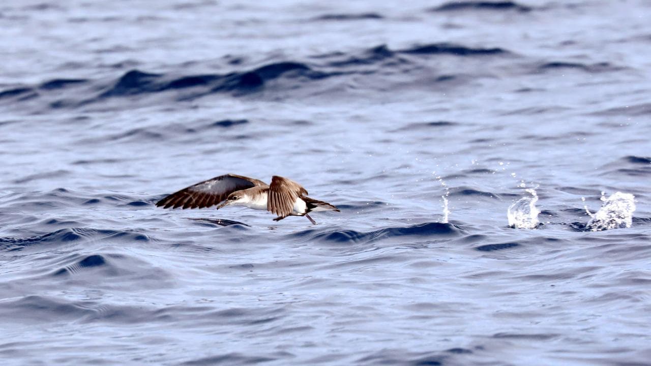 Marine Birdwatching Expedition | Azores
