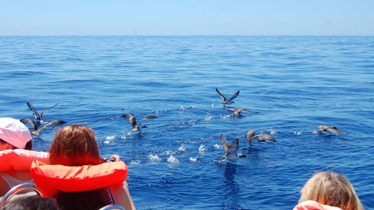 Marine Birdwatching Expedition | Azores