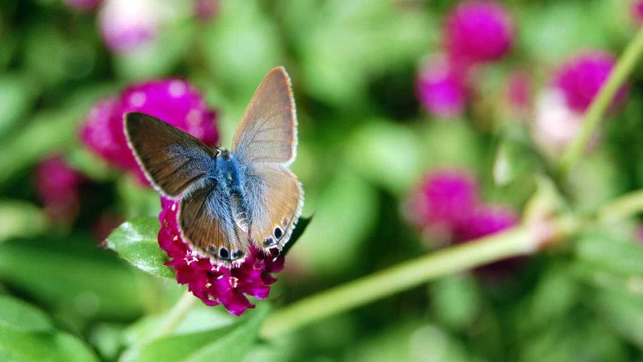Furnas Botanic Gardens & Hot Springs [Oct-Jun] | Azores