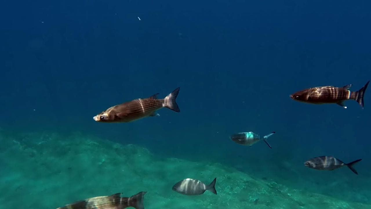 Whale watching & the Princess Ring Islet [Jun-Oct]