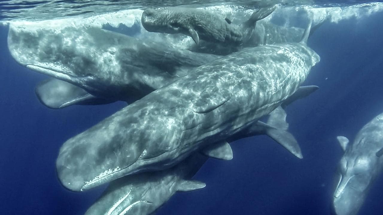 Whale Watching & Islet Boat Tour | Azores
