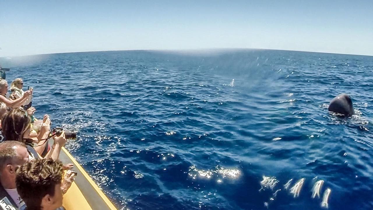 Whale Watching & Islet Boat Tour | Azores