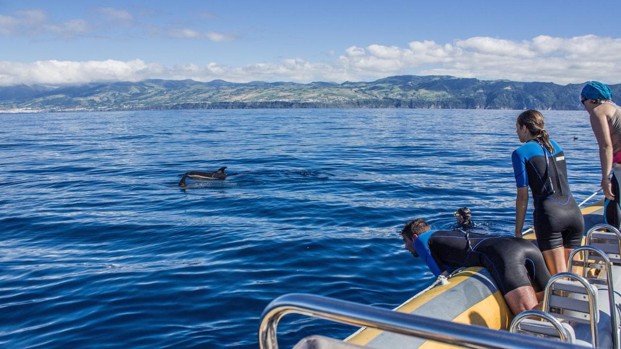 Whale Watching & Islet Boat Tour | Azores