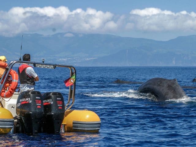 Whale Watching & Islet Boat Tour | Azores