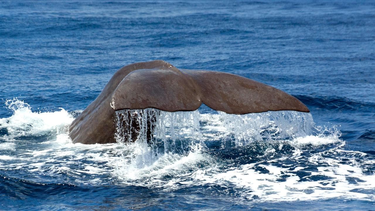 Whale Watching & Islet Boat Tour | Azores
