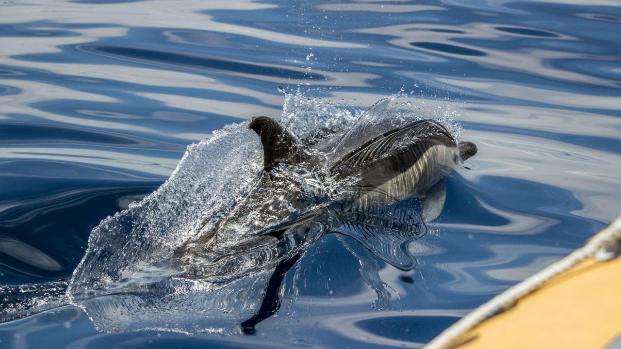 Whale Watching & Islet Boat Tour | Azores