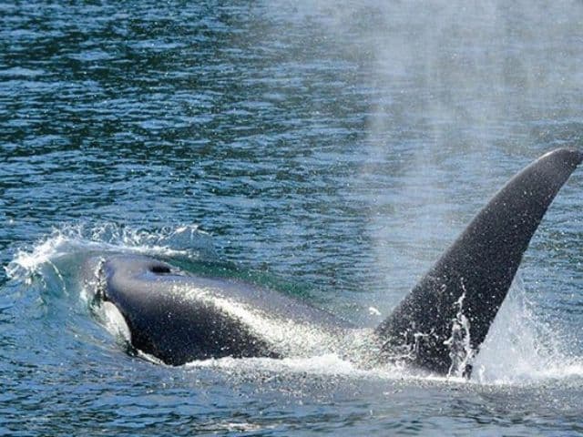 4 Hour Whale and Wildlife Covered Boat Tour | Vancouver Island