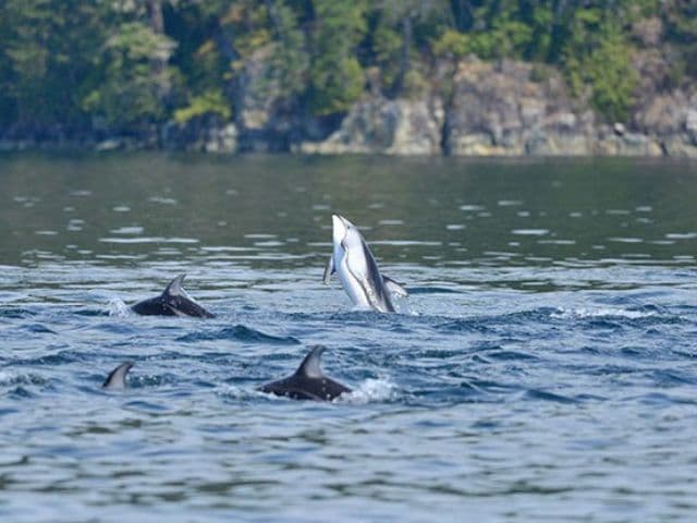 4 Hour Whale and Wildlife Zodiac Tour | Vancouver Island