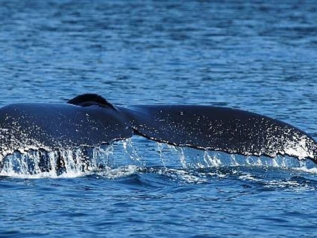 4 Hour Whale and Wildlife Covered Boat Tour | Vancouver Island