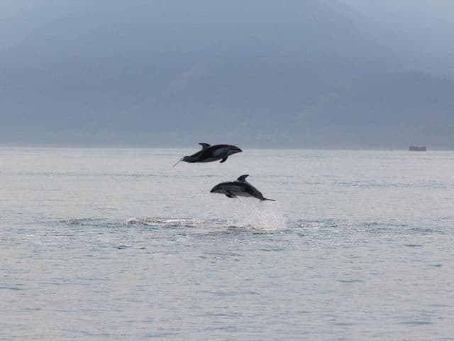 4 Hour Whale and Wildlife Covered Boat Tour | Vancouver Island