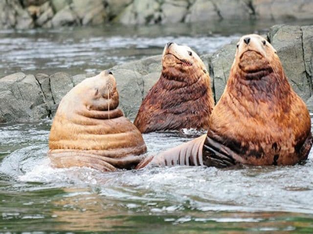 4 Hour Whale and Wildlife Covered Boat Tour | Vancouver Island