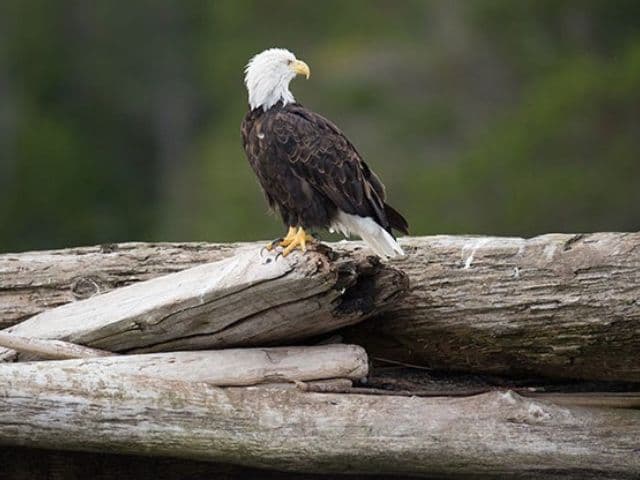 4 Hour Whale and Wildlife Covered Boat Tour | Vancouver Island