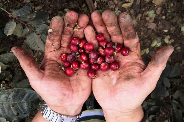 Private Authentic Coffee Farm Experience from Bogotá