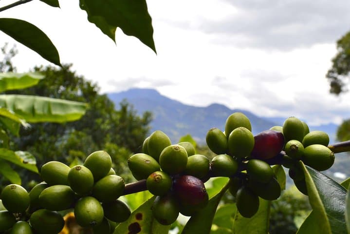 Bogotá's Kickstart Private Tour: Candelaria and Cacao & Coffee Workshop