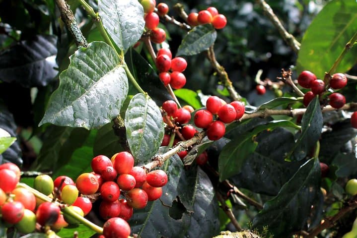 Bogotá's Kickstart Private Tour: Candelaria and Cacao & Coffee Workshop