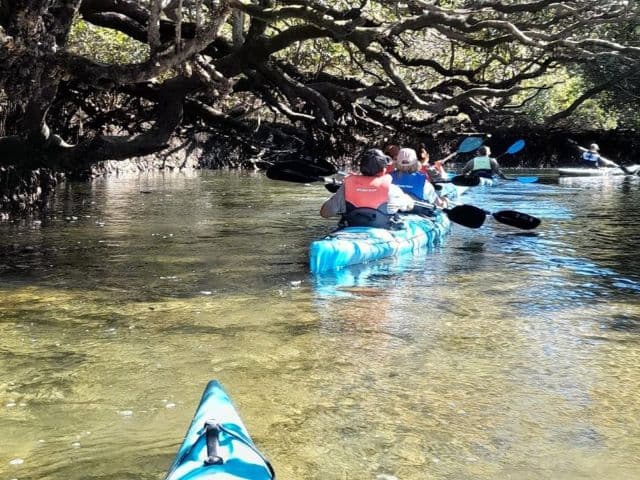 Dolphin Sanctuary Guided Eco Kayak Tour | Adelaide