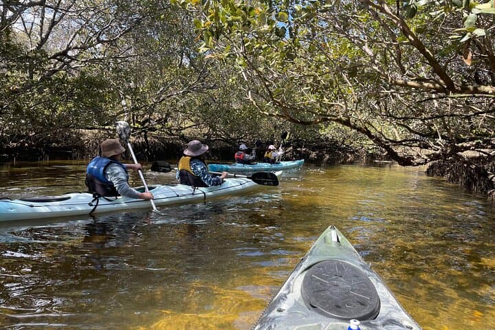 Dolphin Sanctuary Guided Eco Kayak Tour | Adelaide