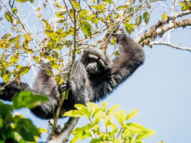 Gaoligong rainforest paradise with Skywalker Hoolock Gibbon | Yunnan, China