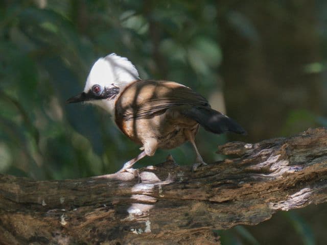 Gaoligong rainforest paradise with Skywalker Hoolock Gibbon | Yunnan, China