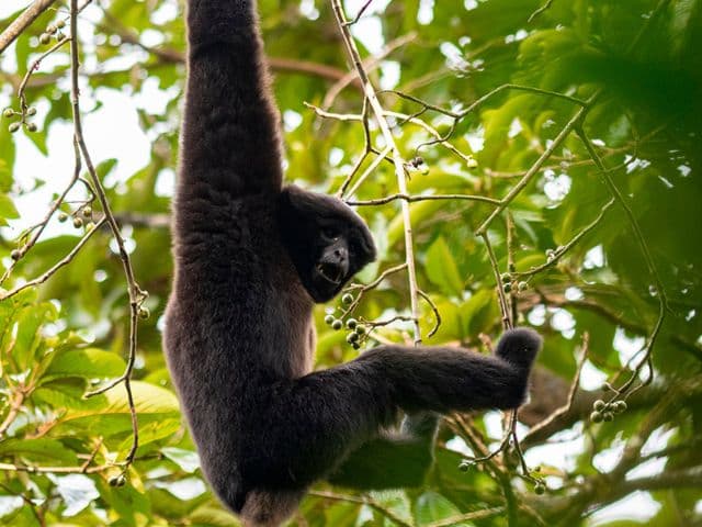 Gaoligong rainforest paradise with Skywalker Hoolock Gibbon | Yunnan, China