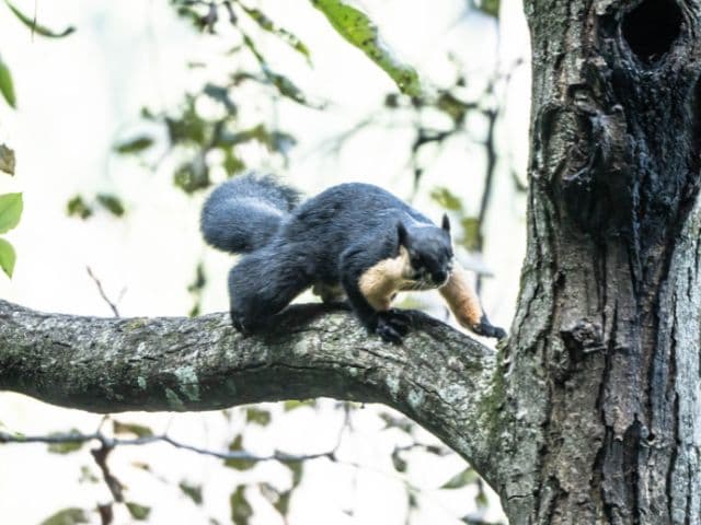 Gaoligong rainforest paradise with Skywalker Hoolock Gibbon | Yunnan, China
