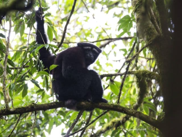 Gaoligong rainforest paradise with Skywalker Hoolock Gibbon | Yunnan, China