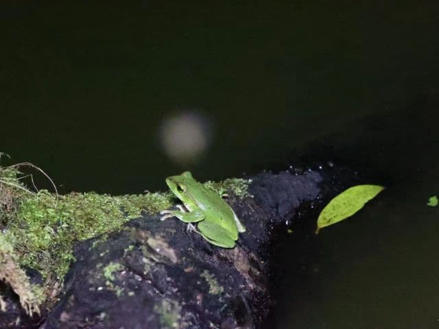 Gaoligong rainforest paradise with Skywalker Hoolock Gibbon | Yunnan, China
