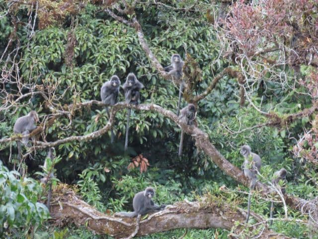 Gaoligong rainforest paradise with Skywalker Hoolock Gibbon | Yunnan, China