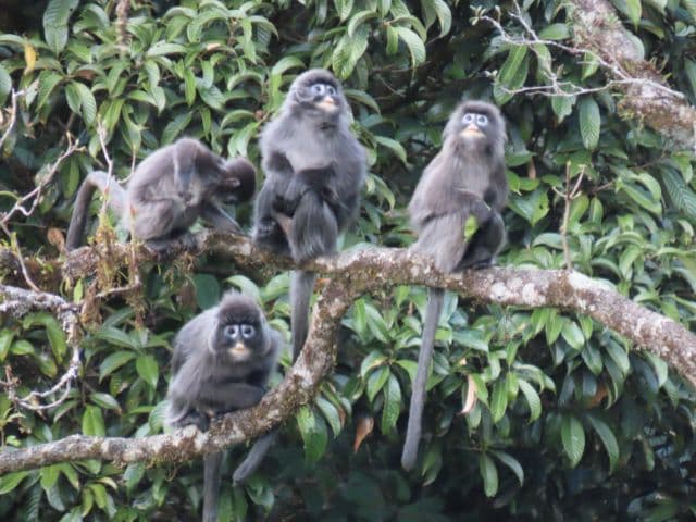 Gaoligong rainforest paradise with Skywalker Hoolock Gibbon | Yunnan, China