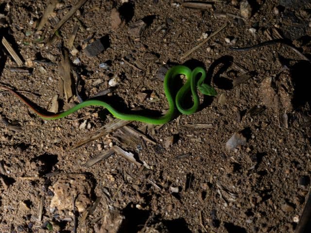 Gaoligong rainforest paradise with Skywalker Hoolock Gibbon | Yunnan, China