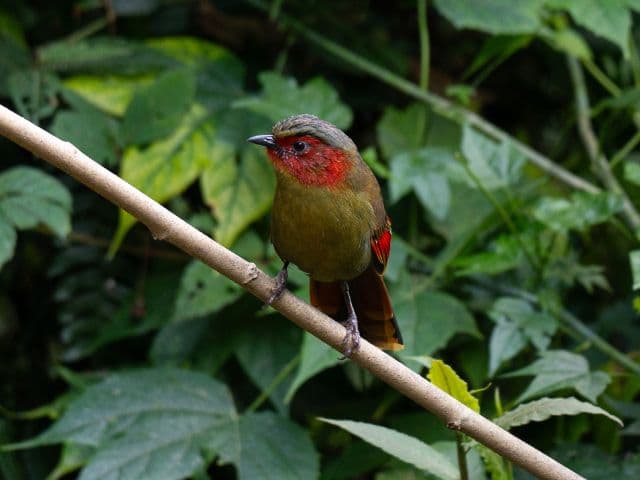 Gaoligong rainforest paradise with Skywalker Hoolock Gibbon | Yunnan, China