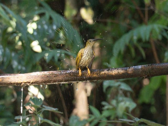 Gaoligong rainforest paradise with Skywalker Hoolock Gibbon | Yunnan, China