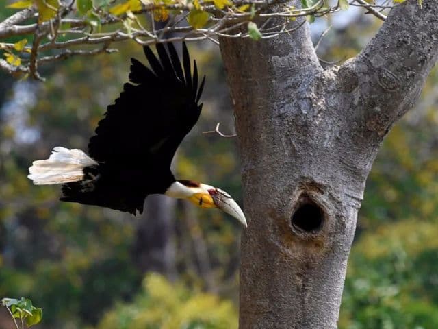 Gaoligong rainforest paradise with Skywalker Hoolock Gibbon | Yunnan, China