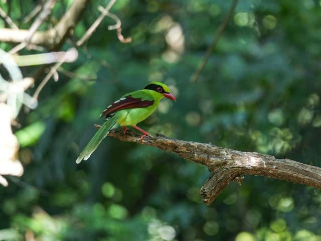 Gaoligong rainforest paradise with Skywalker Hoolock Gibbon | Yunnan, China