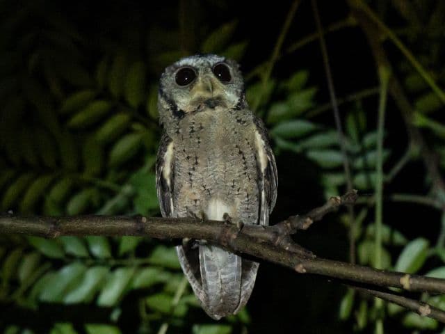 Gaoligong rainforest paradise with Skywalker Hoolock Gibbon | Yunnan, China