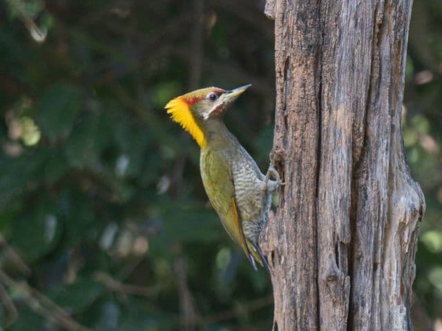 Gaoligong rainforest paradise with Skywalker Hoolock Gibbon | Yunnan, China