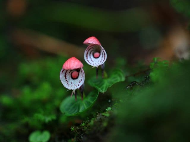 Gaoligong rainforest paradise with Skywalker Hoolock Gibbon | Yunnan, China