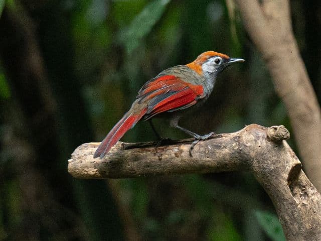 Gaoligong rainforest paradise with Skywalker Hoolock Gibbon | Yunnan, China