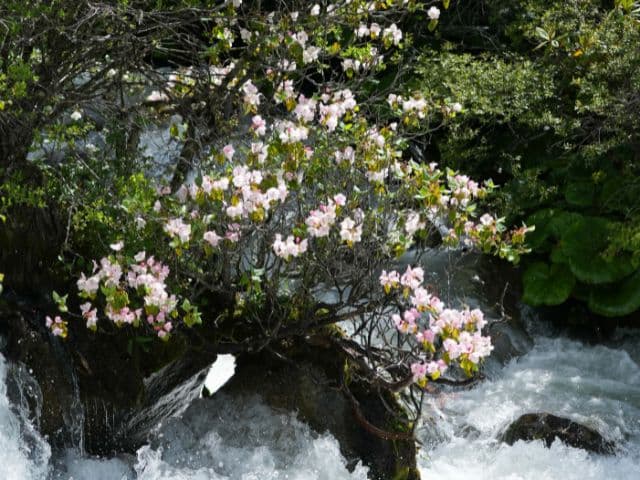 Gaoligong rainforest paradise with Skywalker Hoolock Gibbon | Yunnan, China