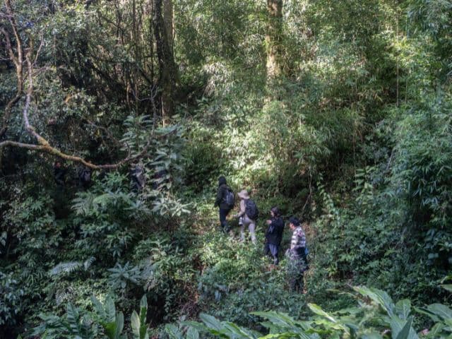 Gaoligong rainforest paradise with Skywalker Hoolock Gibbon | Yunnan, China