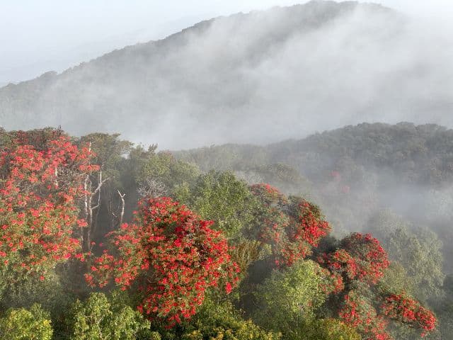 Gaoligong rainforest paradise with Skywalker Hoolock Gibbon | Yunnan, China