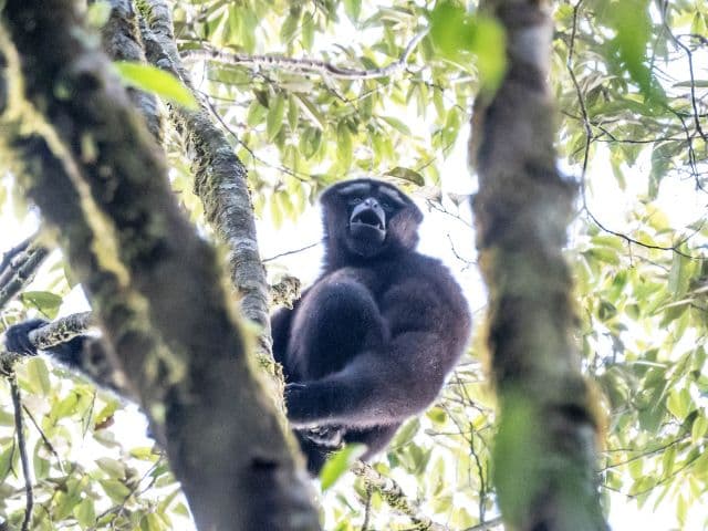 Gaoligong rainforest paradise with Skywalker Hoolock Gibbon | Yunnan, China