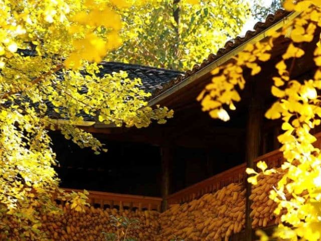 Gaoligong rainforest paradise with Skywalker Hoolock Gibbon | Yunnan, China