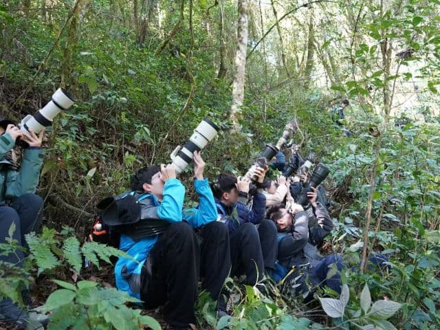 Gaoligong rainforest paradise with Skywalker Hoolock Gibbon | Yunnan, China