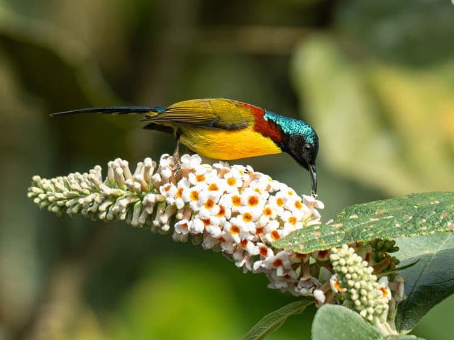 Gaoligong rainforest paradise with Skywalker Hoolock Gibbon | Yunnan, China