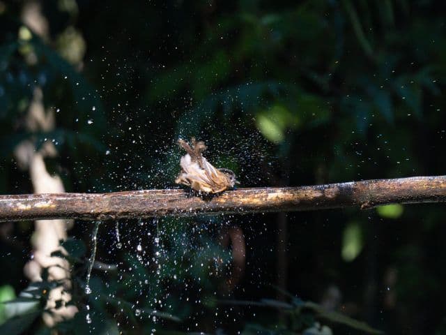 Gaoligong rainforest paradise with Skywalker Hoolock Gibbon | Yunnan, China