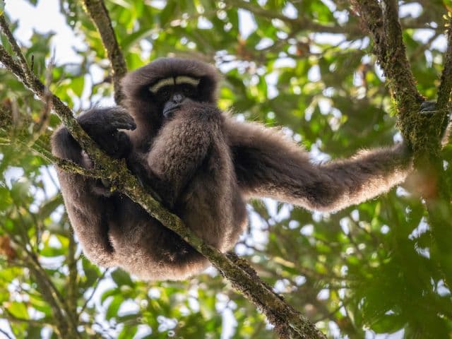 Gaoligong rainforest paradise with Skywalker Hoolock Gibbon | Yunnan, China